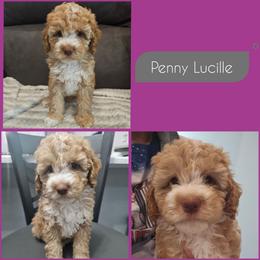 Feta - Golden female Cockapoo puppy in Zanesville, Ohio from Southtown Doodles LLC