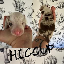 Hiccup - Red merle male Border Collie puppy in Sanger, California from Flying M Cactus Ranch Buddies