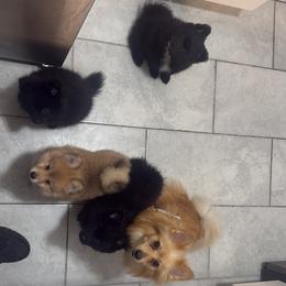 Pomeranian puppies from Nicholas Teutsch