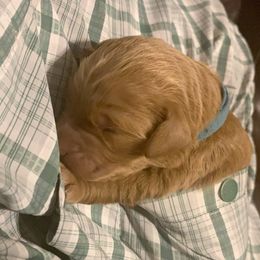 Goldendoodle Puppies from Izzy's Doodles