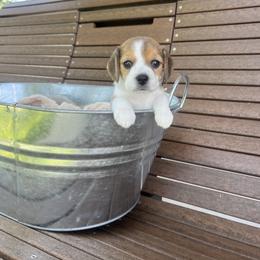 Beagle Puppies from Leslie Beagles of Leslie Farm