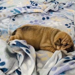 Bulldog and French Bulldog Puppies from Blues City Bulldogs
