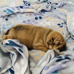 Bulldog and French Bulldog Puppies from Blues City Bulldogs