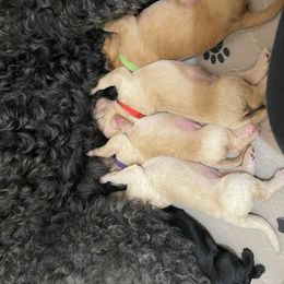Goldendoodle and Poodle Puppies from SnickerDoodlePups