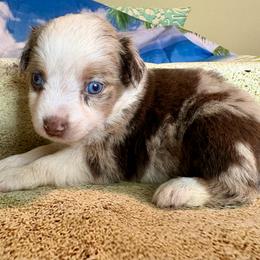 Red merle 1 - Red merle male Miniature Australian Shepherd puppy in Port Saint Lucie, Florida from Charlene Brannon's Mini Australian Shepherds