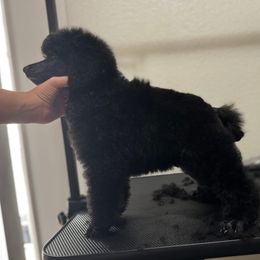 Reaper - Poodle