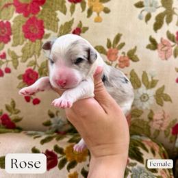 Rose - Merle female Sheepadoodle puppy in Aubrey, Texas from The Parrish Doods