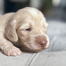 Boy 3 - Cream male Dachshund puppy in Somerset, Pennsylvania from Rae’s Dapper Dachshunds