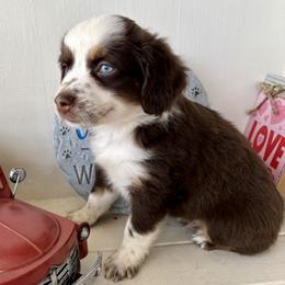 Santa - Red tri male Miniature Australian Shepherd puppy in Port Saint Lucie, Florida from Charlene Brannon's Mini Australian Shepherds