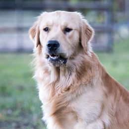 Cedar - Golden Retriever