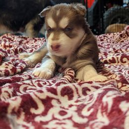 Siberian Husky Puppies from Wyant Farms