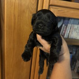 Yellow Boy - Black gold and white male Shorkie puppy in San Tan Valley, Arizona from Great Mates