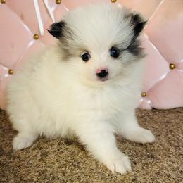 Calypso - Blue merle female Pomeranian puppy in Buck Valley, Pennsylvania from Buck Valley Pomeranians