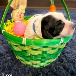 English Cocker Spaniel Puppies from MD Dogs Inc