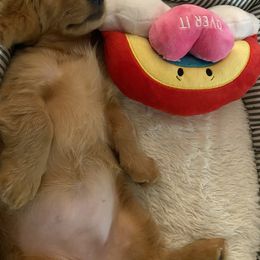 Dachshund Puppies from MNE Miniature Dachshunds