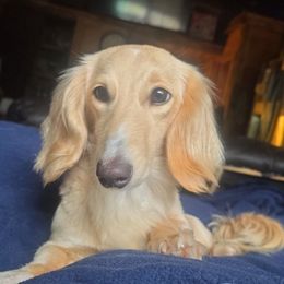 Honeycake - Dachshund