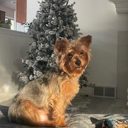 Bella - Yorkshire Terrier