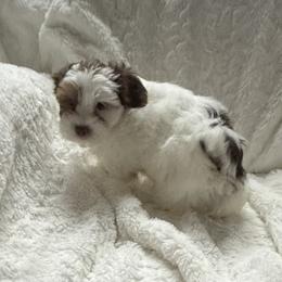 Triton AKC - Chocolate, tan and white male Yorkshire Terrier puppy in Labelle, Florida from Chocolate and Parti Yorkies in Florida