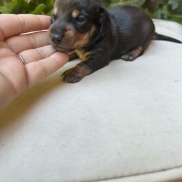 Black and Tan Boy - Black and tan male Dachshund puppy in California from Wild Weenies - Dachshund Ranch