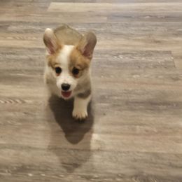 Uno - Red Pembroke Welsh Corgi puppy in Payson, Utah from Blue Moon Farms