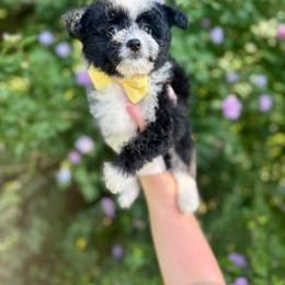 Aussiedoodle and Miniature Schnauzer Puppies from Southern Paws Kennels
