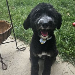 Biscuit - Goldendoodle