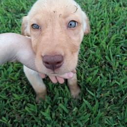 Trip (was Axel. Red Collar) - Yellow male Labrador Retriever puppy in Commerce, Oklahoma from Standing Water Kennels