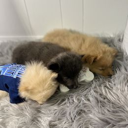 Pomeranian, Pomsky, and Toy Australian Shepherd Puppies from Blessed Little Paws
