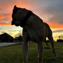 Perro de Presa Canarios from Presa Canario Champions