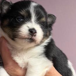 Sugar - Black and tan parti female Pomeranian puppy in Franklin, North Carolina from A&J Cutie Pawtooties