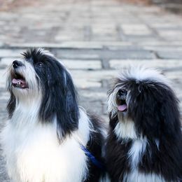 Havanese from Solstice Havanese