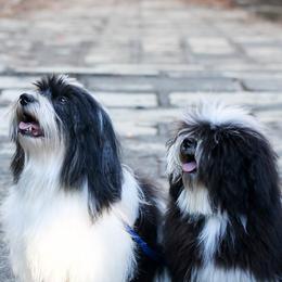 Havanese from Solstice Havanese