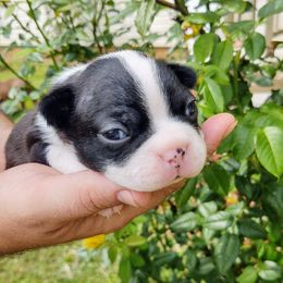 Boston Terrier Puppies from Dixieland Bostons