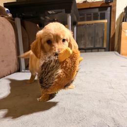 AKC Girl 6 - Golden female Golden Retriever puppy in Joshua, Texas from 3 Gun Retrievers