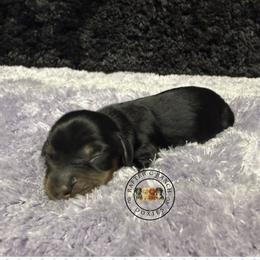 Black tan - Black and tan male Dachshund puppy in Carthage, Texas from Rafter C Ranch Doxies