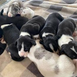 Great Dane Puppies from Black Tie Danes