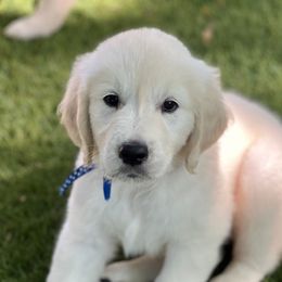 Mr. Blue is precious. He is eager to please, calm, and just sits and waits for his snuggles. - Light golden male Golden Retriever puppy in Lawrenceburg, Tennessee from Summerland Goldens