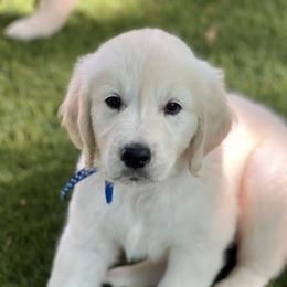 Mr. Blue is precious. He is eager to please, calm, and just sits and waits for his snuggles. - Light golden male Golden Retriever puppy in Lawrenceburg, Tennessee from Summerland Goldens