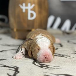 GLOCK - Red male Bernedoodle puppy in Corpus Christi, Texas from The Henke Doodles