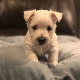 West Highland White Terrier Puppies from CC Leslie’s Westie’s