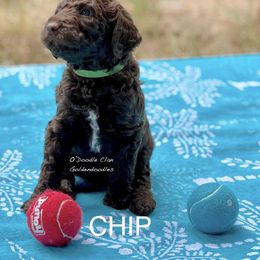 Goldendoodle Puppies from O’Doodle Clan Goldendoodles