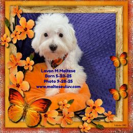Lavon - White male Maltese puppy in Silverhill, Alabama from Malteseuluv’s Tiny Treasurers