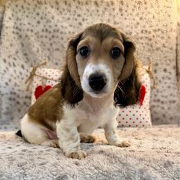Buttons (2500) - Piebald male Dachshund puppy in Hensley, Arkansas from The Dachshund Barn