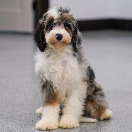 Christie (socialization level 2 student) - Blue merle female Bernedoodle puppy in Dundee, Ohio from Down Home Doodle