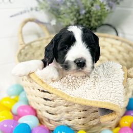 Madison - Black and white Aussiedoodle puppy in Orland, California from Shockley’s Elite Doodles