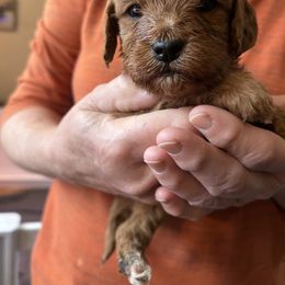 Sadie - Red female Cavapoo puppy in Burke, New York from Patti’s Puppies