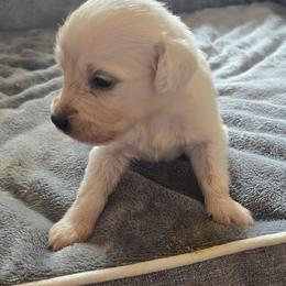 Boy 1 (no collar) - Light golden male Golden Retriever puppy in Elizabeth, Colorado from Blazing Star Goldens