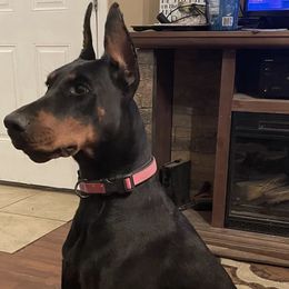 Doberman Pinschers from Asguardian Doberman Kennel