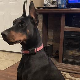 Doberman Pinschers from Asguardian Doberman Kennel