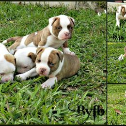 American Bulldog and French Bulldog Puppies from BackyardfinestBullys
